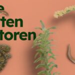 Deze soorten verstoren.