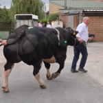 Beestig Fistjen combineert veeprijskamp, liveoptredens en feestavond in Erpe-Mere.