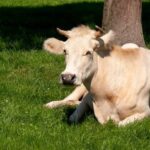 Gratis schaduwboom voor weidedieren: veehouders kunnen nu intekenen op project Airkoe.