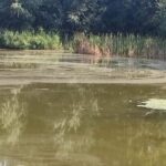 Speelgoot in Geraardsbergse Abdijpark tijdelijk afgesloten na vermoeden van blauwalg.