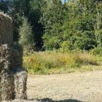 Natuurpunt Houtem zoekt afnemer voor natuurhooi uit Smoorbeekvallei.