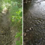 Molenbeek-Graadbeek in Meldert volledig droog: zeldzame vissoorten verdwenen na jaren natuurherstel.