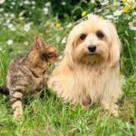 Chipcontrole op Werelddierendag: geef je huisdier de beste weg naar huis.