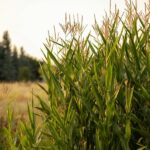 Droogte zorgt voor schade aan landbouwgewassen: landbouwers kunnen gemeentelijke schattingscommissie inschakelen.