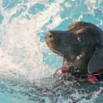 Honden mogen mee het water in tijdens bijzondere zwemavond in De Warande.