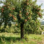 Wichelenaren kunnen vanaf 1 september opnieuw voordelig streekeigen groen bestellen.