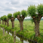 Gratis hulp voor eigenaars van knotbomen: vrijwilligers komen deze winter opnieuw knotten.
