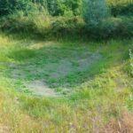 Hitte droogt voortplantingspoelen van kamsalamander uit: Natuurpunt luidt alarm in Merelbeke-Melle.