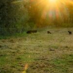 Hebridean schapen nemen het over van ezels in de Smoorbeekvallei.