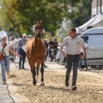 Wat een weekend! Jaarmarkt brengt opnieuw heel wat leven in het centrum van Ninove.