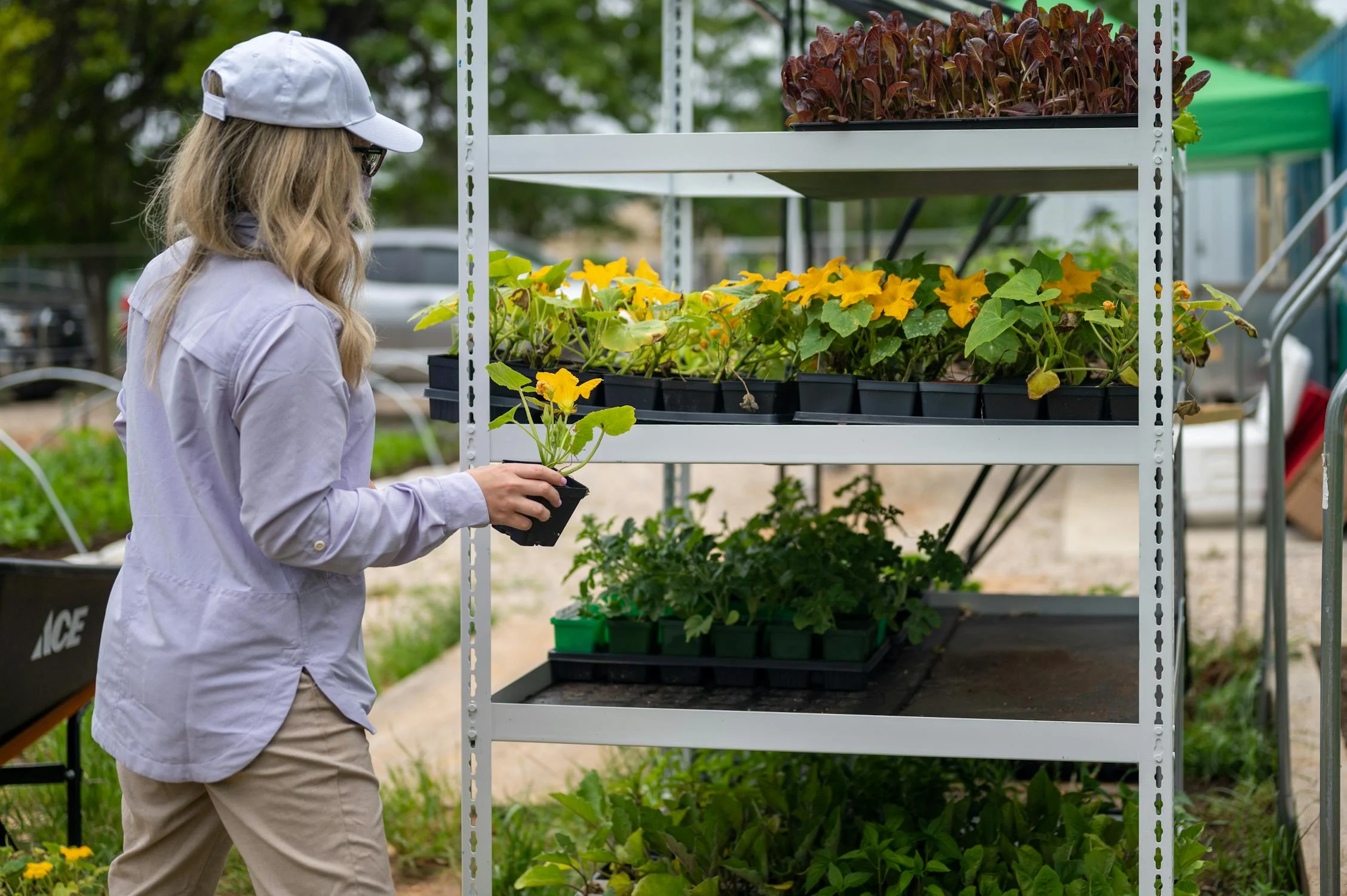 Erpe-Mere zoekt vrijwilligers voor plantjesweekend Kom op tegen Kanker.