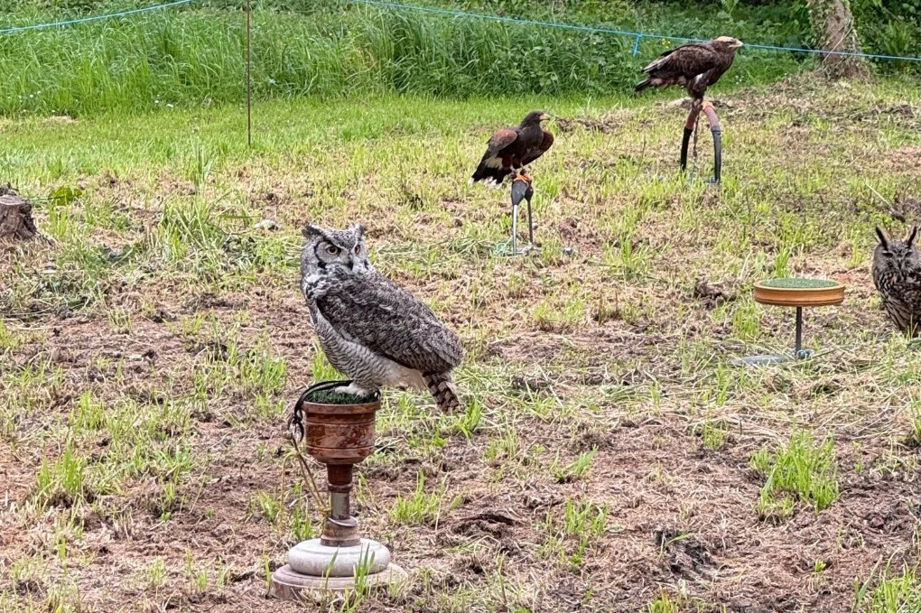 volgels volgels