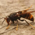 Gratis lezing: Aziatische hoornaar – Help mee onze natuur beschermen.