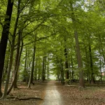 Buggenhout wil haar groene identiteit versterken met ambitieus natuurplan.