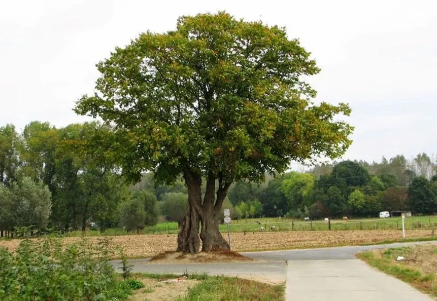 de spooklinde de spooklinde