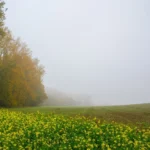 Smoorbeekvallei officieel erkend als natuurreservaat: tweede beschermd gebied in Sint-Lievens-Houtem.