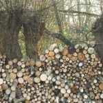 Laat je knotbomen gratis knotten en help het landschap mee onderhouden.