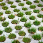 Herzele gaat volop voor ontharding: Tuinrangers helpen inwoners op weg naar een groenere tuin.