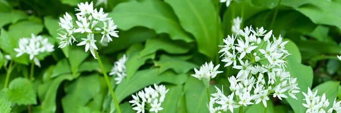 Ontdek de kracht van kruiden tijdens herboristenwandeling van Natuurpunt Herzele in Sint-Lievens-Esse.