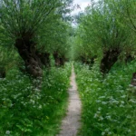 Laat je (knot)bomen gratis onderhouden door vrijwillige knotters van Regionaal Landschap Vlaamse Ardennen.