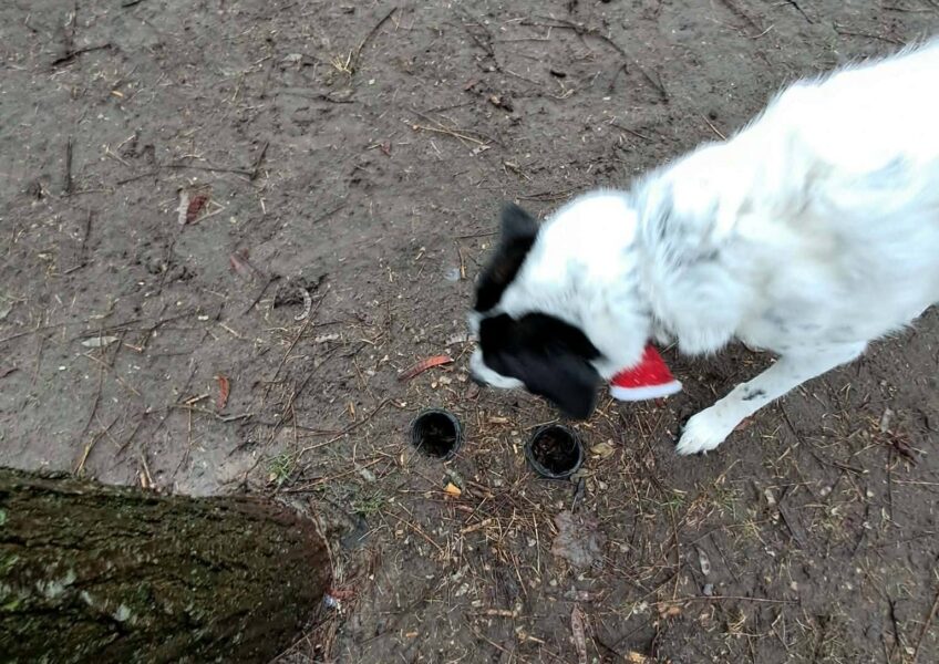 Hondenlosloopweide Warande oogst lof, maar baasje en dierenartsen vragen aandacht voor veiligheid.