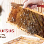 Altijd al willen weten wat er zich afspeelt in een bijenkast? Word imker!