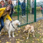 Meer dan 2 miljoen honden en katten in Vlaanderen: Aalst bij de absolute koplopers.