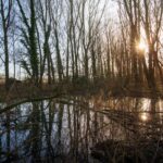 Frisse lentewandeling in de Gerstjens: ontdek de eerste tekenen van de lente.
