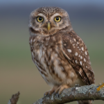 Natuurpunt Herzele nodigt jong en oud uit voor Nacht van de Steenuil.