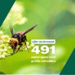 Wat een succes! 491 Aalstenaars vragen lokval voor Aziatische hoornaars aan.