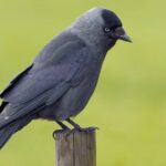 De kauw als spiegel van de mens: lezing door kunstenaar en rasverteller Achilles Cools.