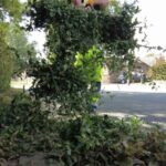 Snoeiwerken zorgen voor tijdelijke verkeershinder in Herzeelse Oude Gentweg en Perrestraat.