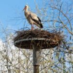 Natuurpunt Aalst organiseert paaseieren- en ooievaarswandeling in Hogedonk.