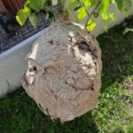 Strijd tegen Aziatische hoornaar.