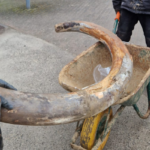 Bijzondere vondst op het Dorp: mammoet-slagtanden en kiezen gevonden op werf Alcedo.