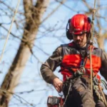 Snoeiwerken op de Volksplaats tussen 27 en 29 april.