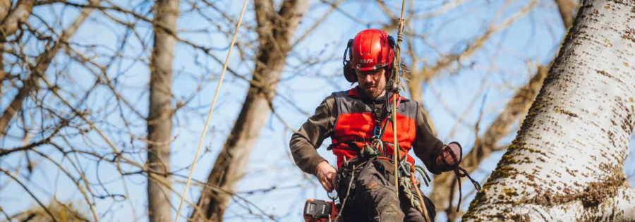 Snoeiwerken op de Volksplaats tussen 27 en 29 april.