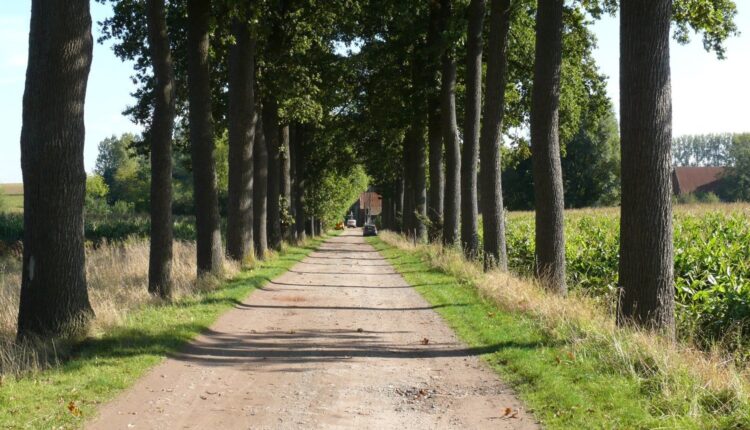 Bomen met verhalen: fietstocht langs levend erfgoed in Zottegem.