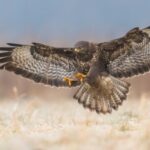 Gratis roofvogelshow belooft spectaculaire namiddag in Denderhoutem.