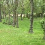 Groen hekelt mogelijke verkaveling van park Hulst, gemeentebestuur verdedigt onderzoek naar sociale woonontwikkeling.