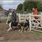 Controleer de chip van je hond en wandel mee op Werelddierendag.
