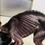 Zottegem voert tijdelijk houdverbod voor dieren in na inbeslagname.