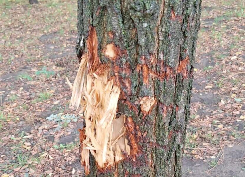 Tiental bomen in hondenlosloopweide aan Wetterse Warande gevandaliseerd.
