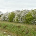 Regionaal Landschap organiseert opnieuw groepsaankoop van streekeigen plantgoed.