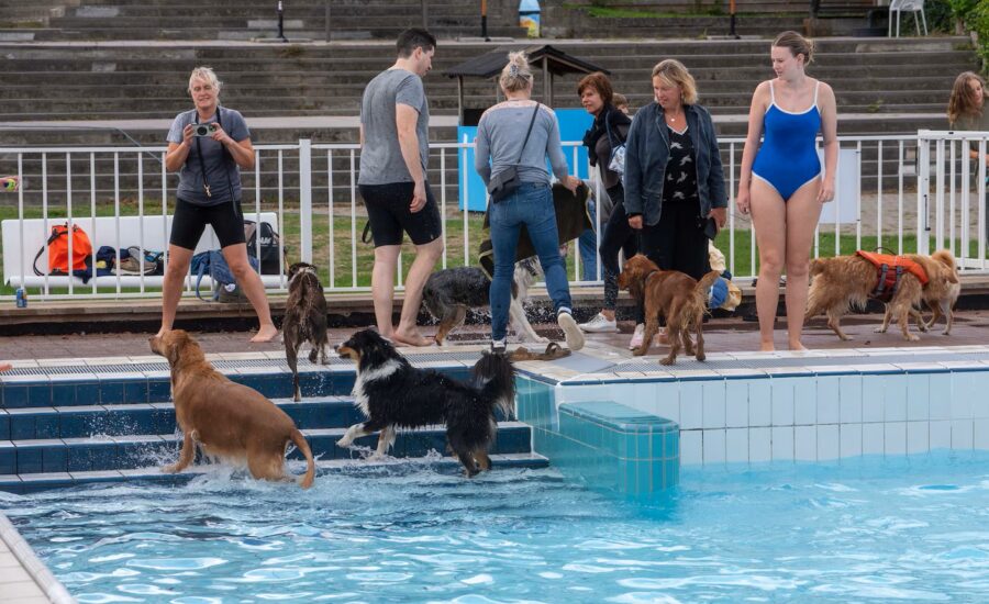 Honden nemen afscheid van De Warande met laatste plons in het zwembad.