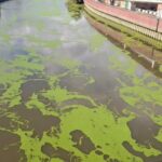 Groen eendenkroos bereikt nu ook Wetteren en drijft verder richting Antwerpen.